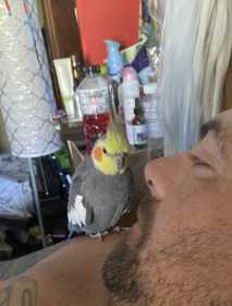 Lost Cockatiel