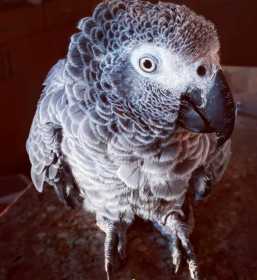 Lost African Grey