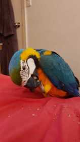 Lost Macaw