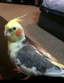 Lost Cockatiel