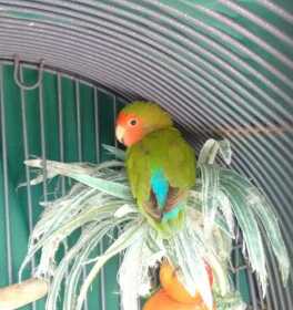Lost Lovebird