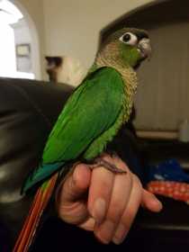 Lost Conure
