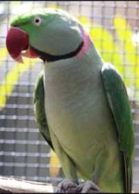 Lost Alexandrine