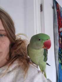 Lost Alexandrine