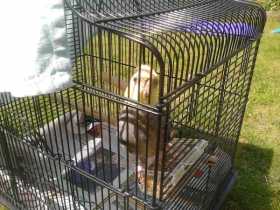 Lost Cockatiel