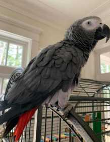 Lost African Grey