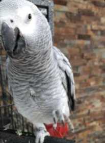 Lost African Grey