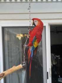 Lost Macaw