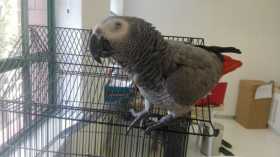 Lost African Grey