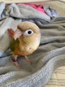 Lost Conure