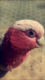 Lost Galah Cockatoo