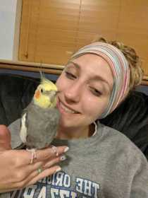 Lost Cockatiel