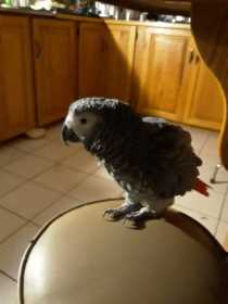 Lost African Grey