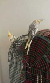 Lost Cockatiel