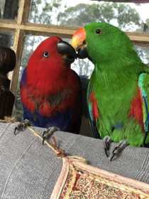 Lost Eclectus