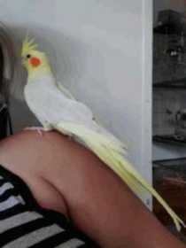 Lost Cockatiel