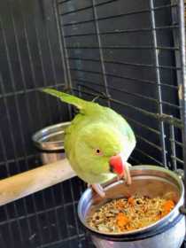 Lost Indian Ringneck Parakeet