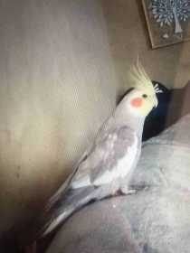 Lost Cockatiel