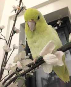 Lost Parrotlet