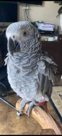 Lost African Grey