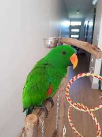 Lost Eclectus