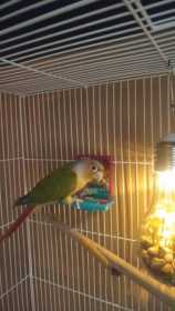 Lost Conure