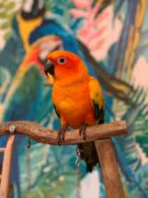 Lost Conure