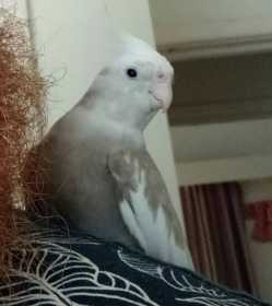 Lost Cockatiel