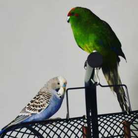 Lost Budgerigar