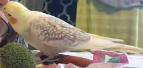 Lost Cockatiel