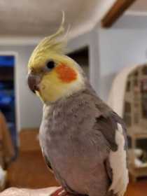 Lost Cockatiel