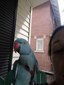 Lost Indian Ringneck Parakeet