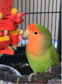 Lost Lovebird