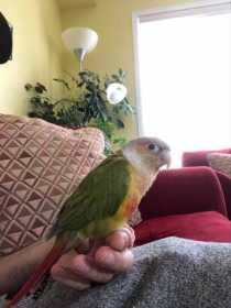 Lost Conure