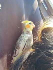 Lost Cockatiel