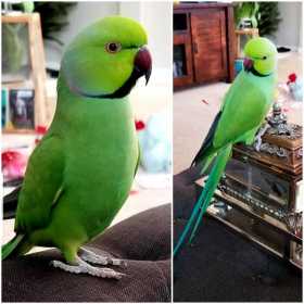 Lost Indian Ringneck Parakeet