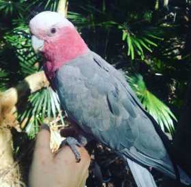 Lost Galah Cockatoo