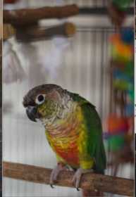 Lost Conure