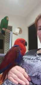 Lost Eclectus