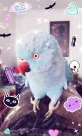 Lost Australian Ringneck Parakeet