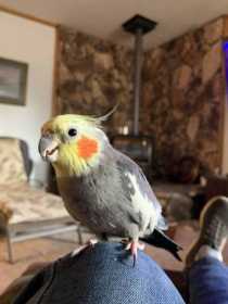 Lost Cockatiel