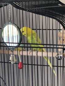 Lost Budgerigar