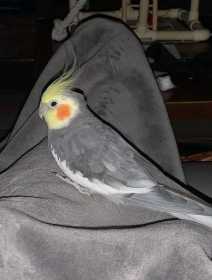 Lost Cockatiel