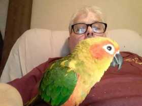 Lost Conure