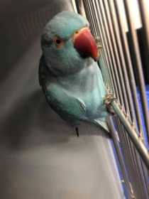 Lost Indian Ringneck Parakeet