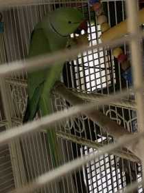 Lost Indian Ringneck Parakeet