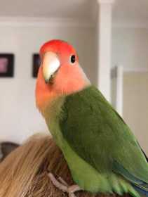 Lost Lovebird