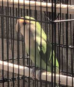 Lost Lovebird