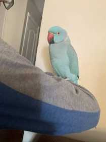 Lost African Ringneck Parakeet