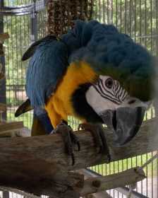 Lost Macaw